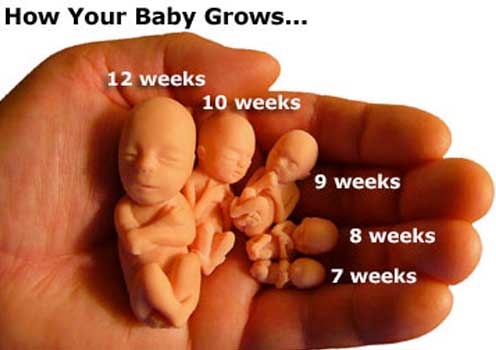 fetus-growth-7-to-12-weeks